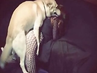 Animal Porn Zilla