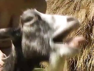 ZooPornHub