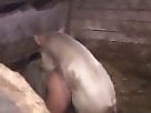 Zoo Sex Porn Site