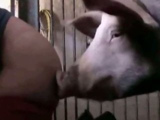 Zoo Animal Sex Porn