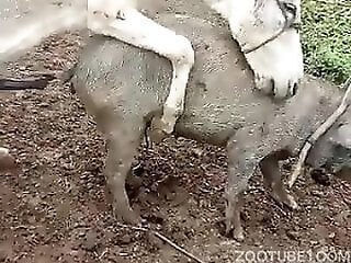 100% Free ZOO sex videos