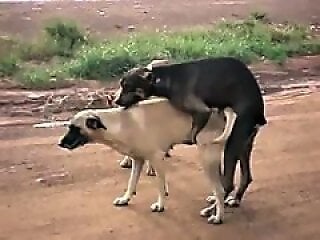 100% Free ZOO sex videos