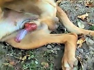 Zoo porn and zoo sex video