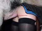 Animal porn videos and ZOO PORN
