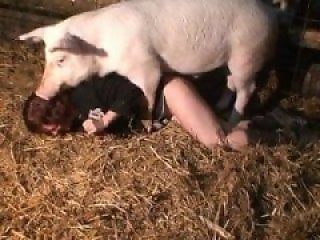Zoophilia Porn