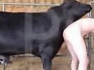Animal Porn Zilla