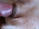 XXX Zoo Porn Top